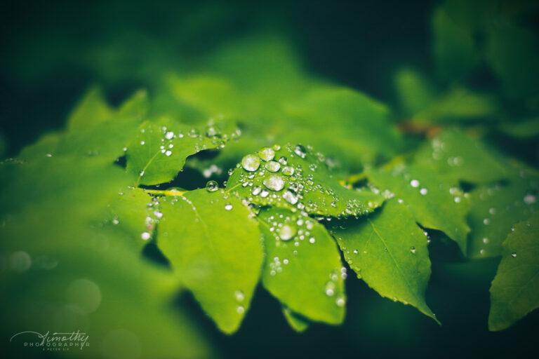 Leaves with droplets of water on them