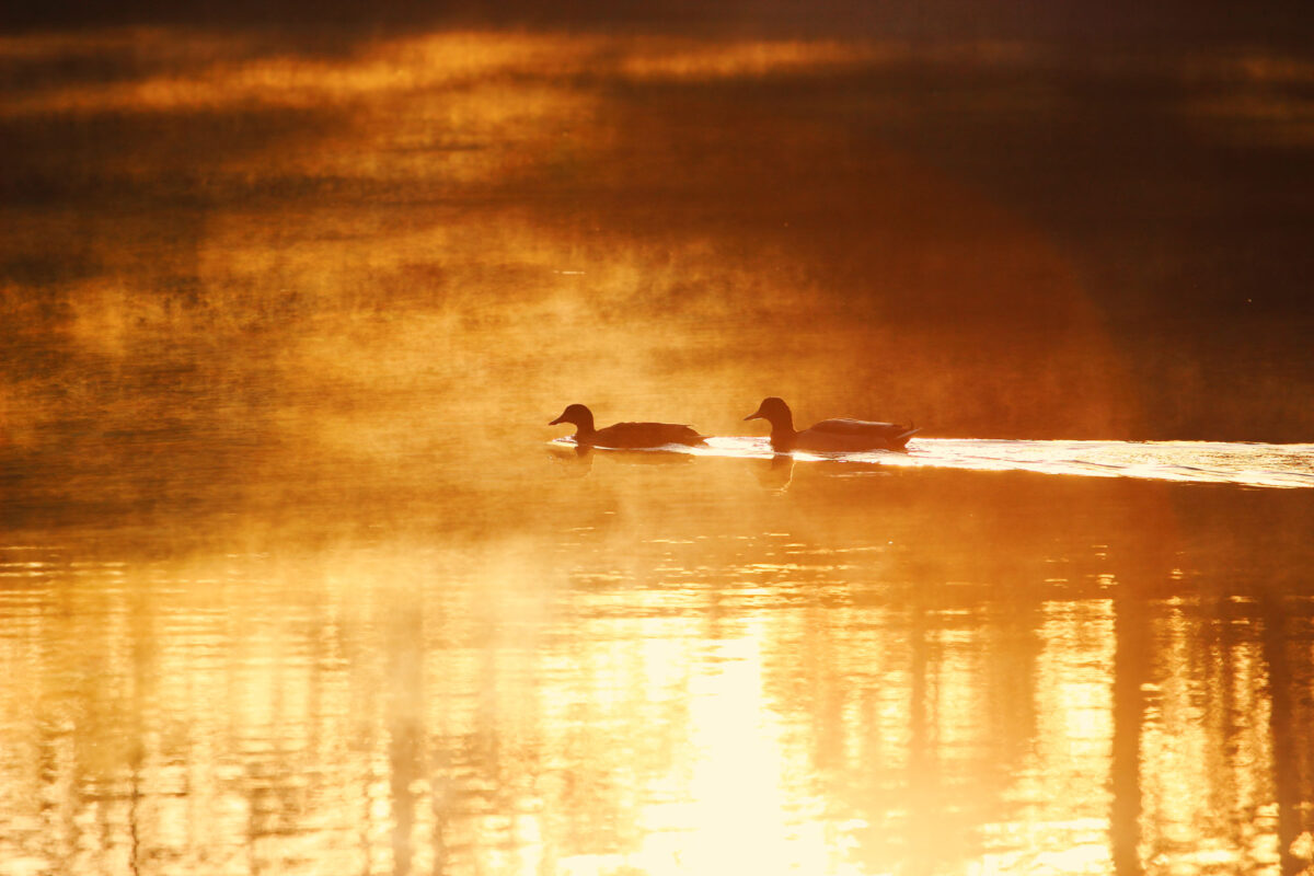 Ducks on pond in early morning light