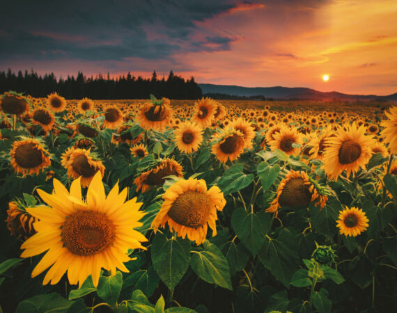 Sunflowers smokey skies