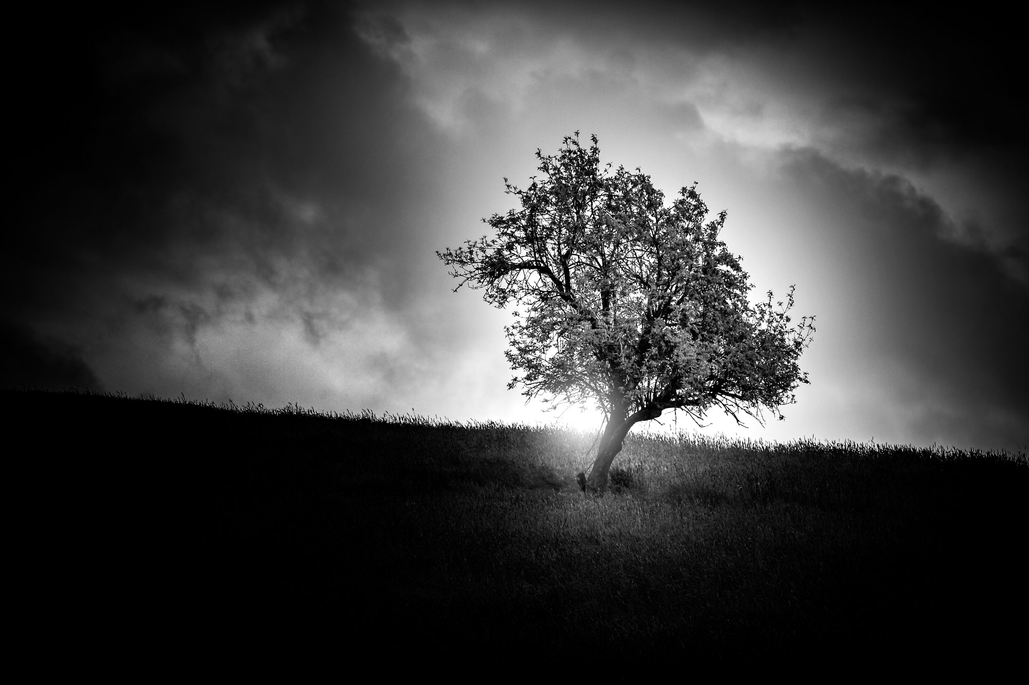 Black and white tree on a hill.